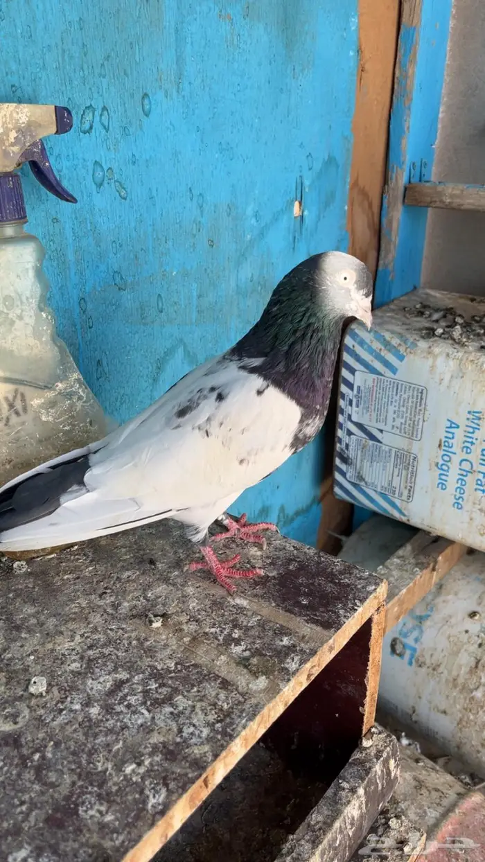 جوز باكستاني 0