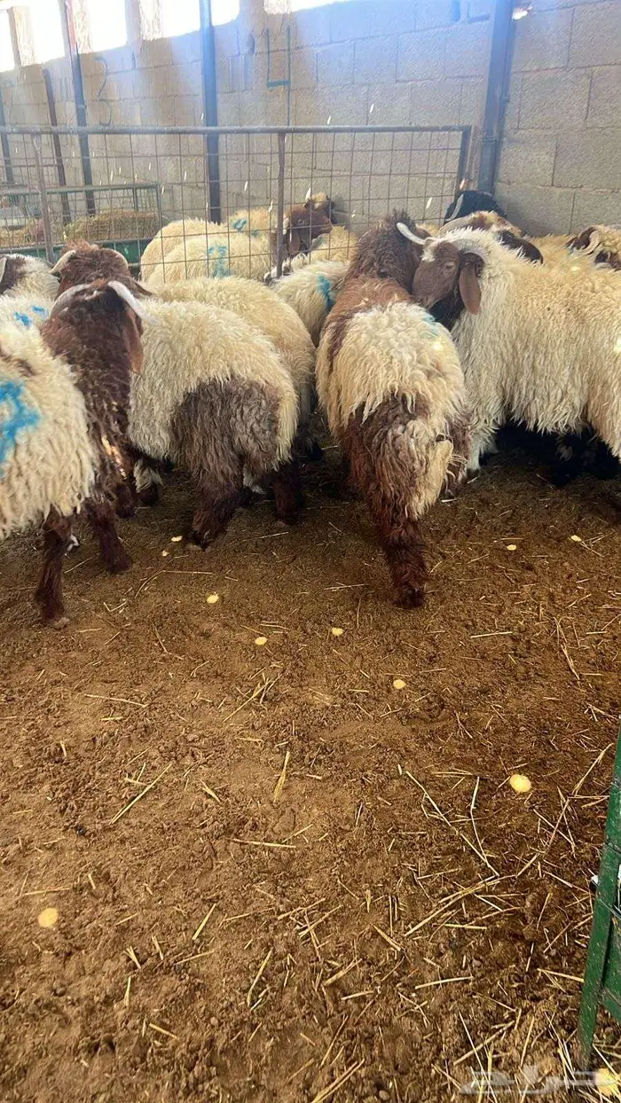 ذبائح نعيم حري ساكني ذبايح تابي تمارا 2