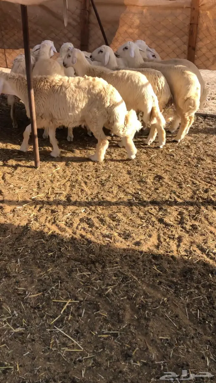 طليان للبيع 0