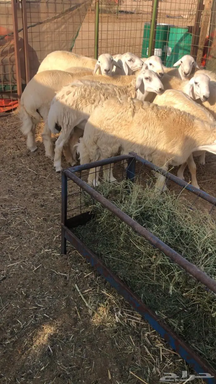 طليان للبيع 1