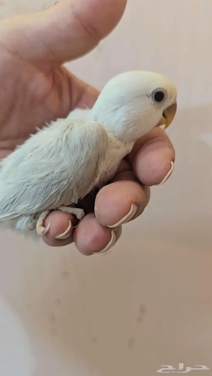 فروخ روز غر 0