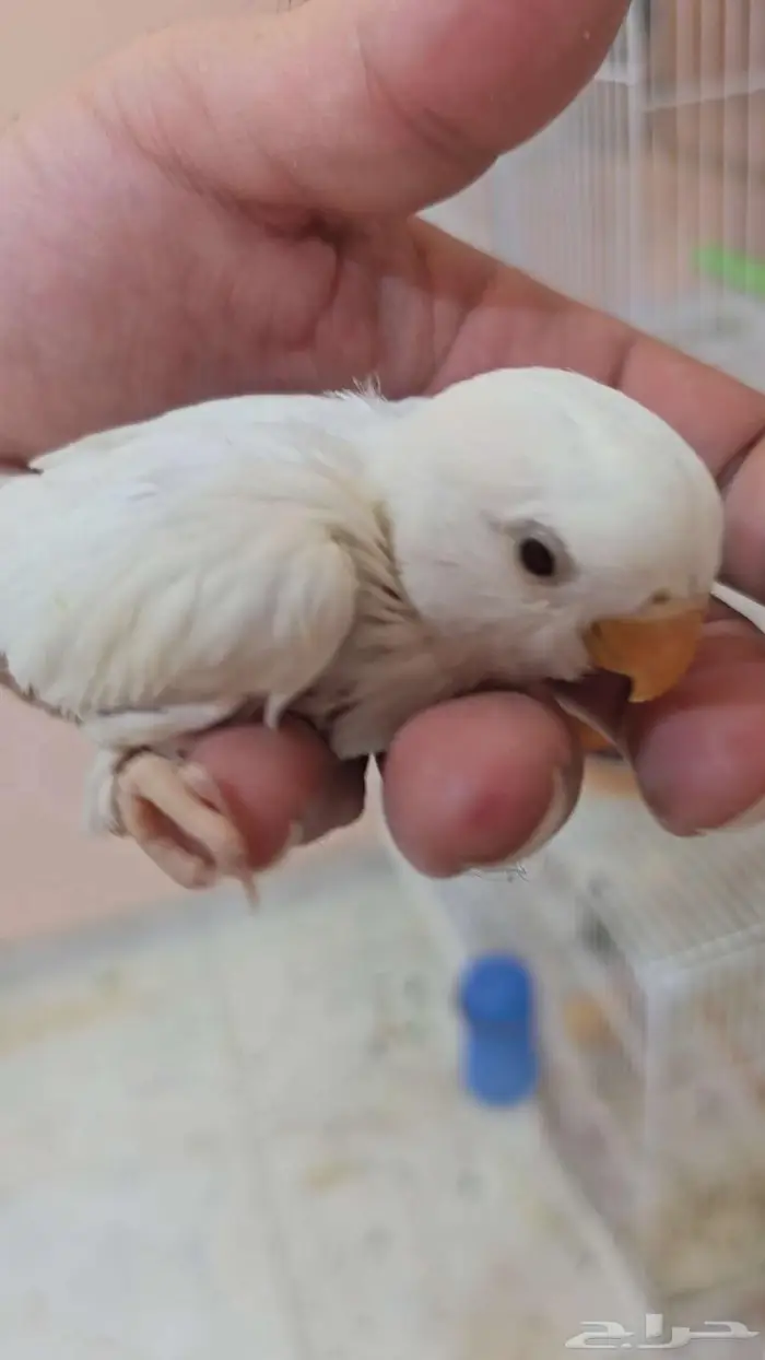 فروخ روز غر 1