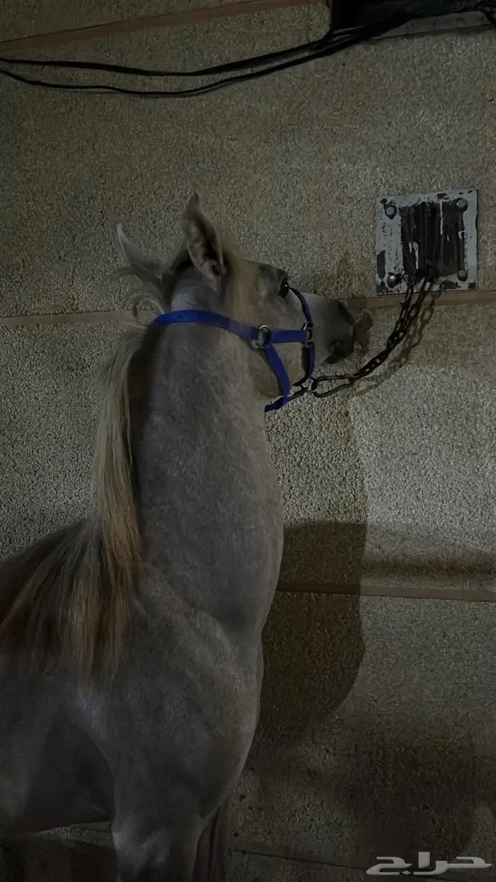 مهر الأم واهو 1