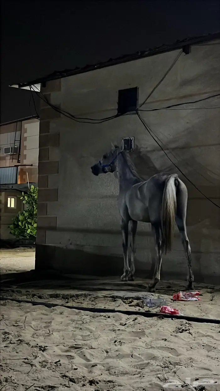 مهر الأم واهو 0