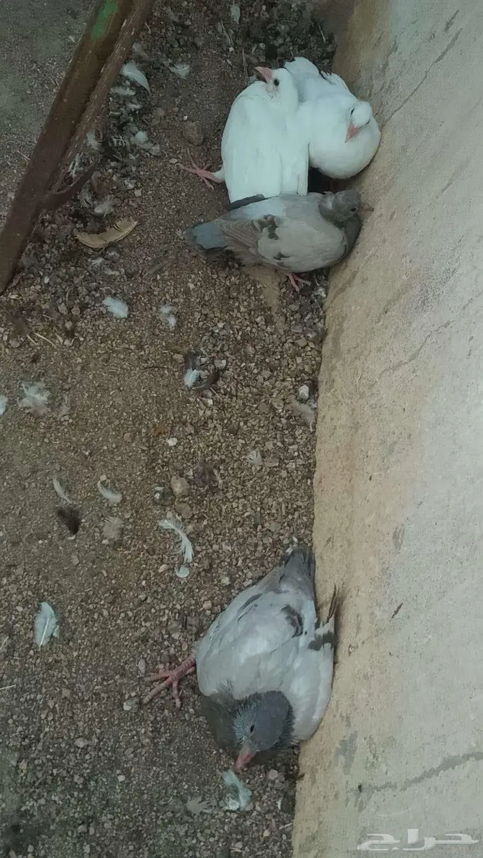 زغالين حمام فرنسي 3