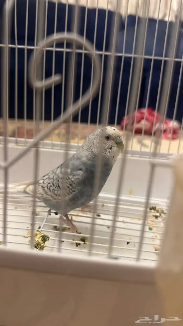 طيور البادجي أو الحب 2