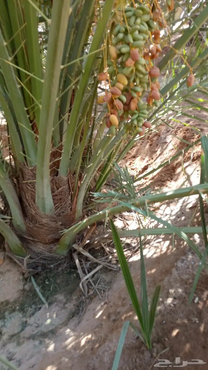 نخل للبيع برحي وسكري خلاص روثانه عجوه خنيزي تصديرالقصيم قطر 1