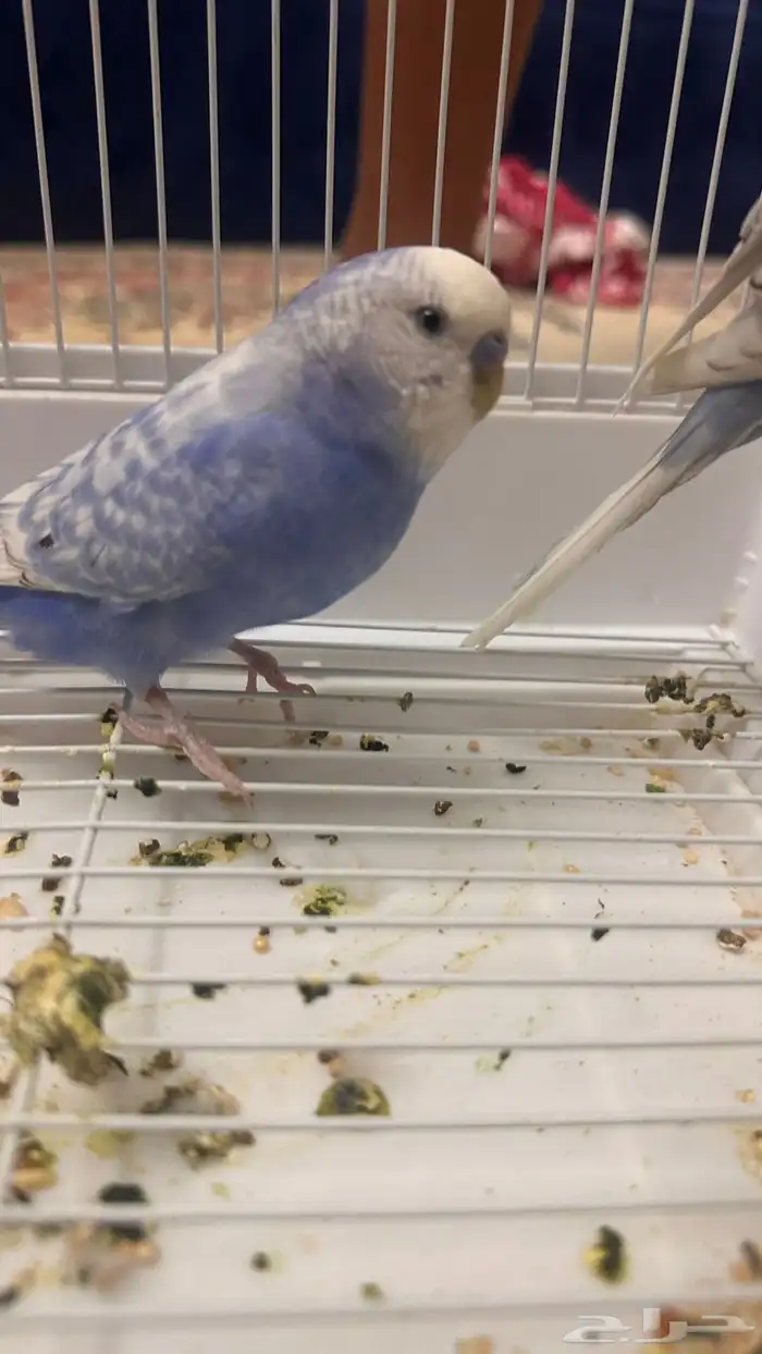 طيور البادجي أو الحب 0