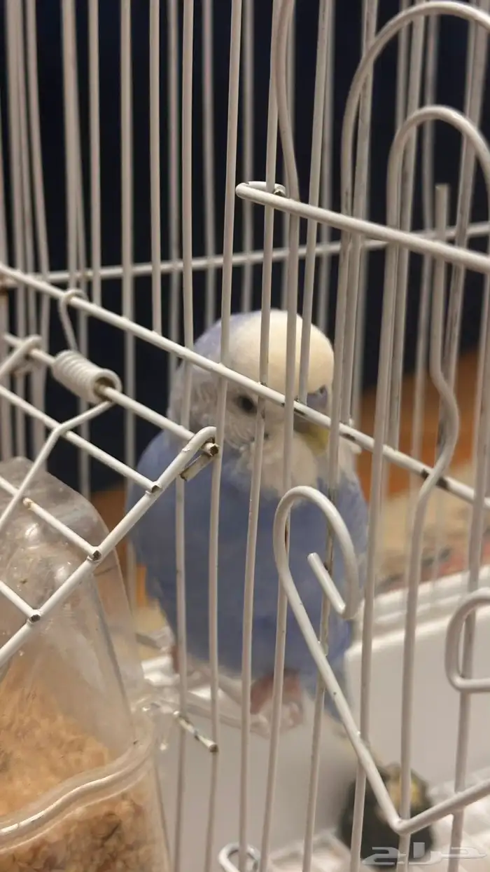 طيور البادجي أو الحب 5