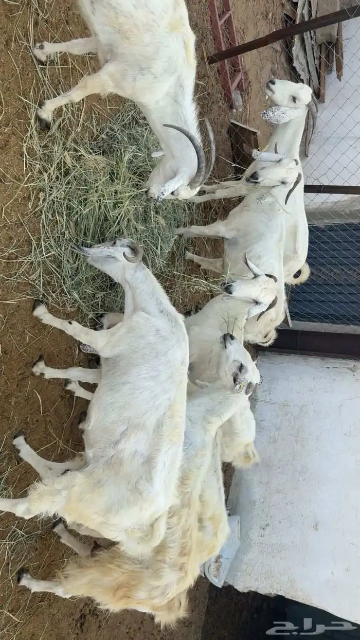 غنم معزا للبيع 0
