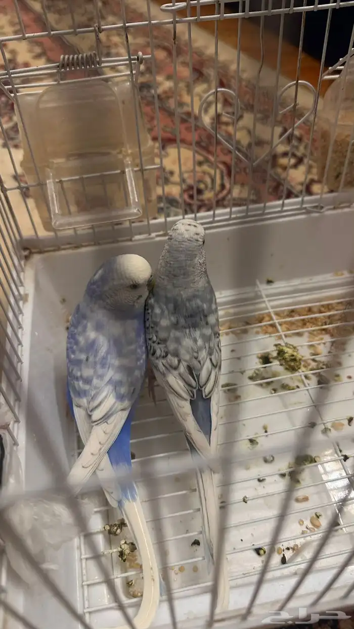 طيور البادجي أو الحب 4