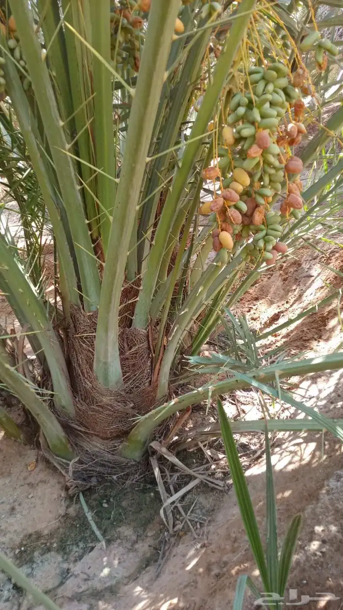 نخل للبيع برحي وسكري خلاص روثانه عجوه خنيزي تصديرالقصيم قطر 0