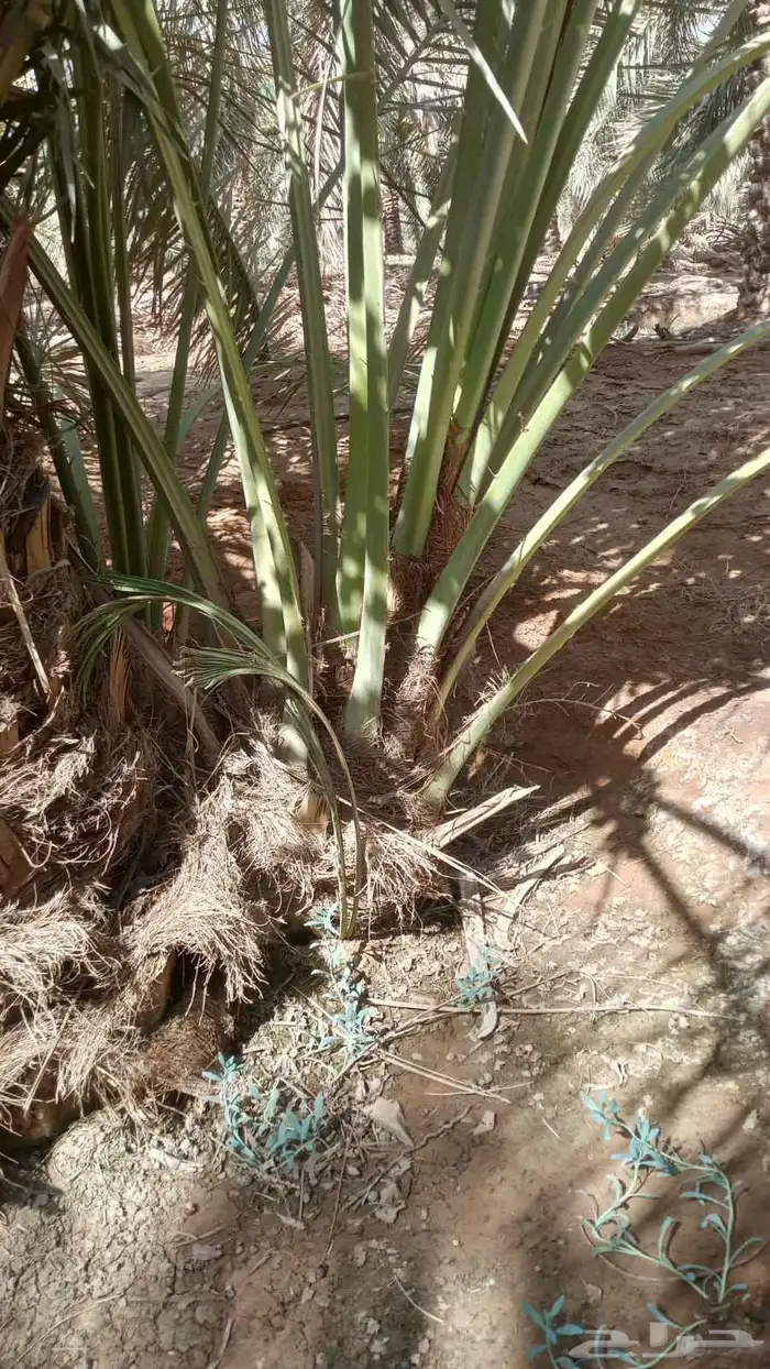 نخل للبيع برحي وسكري خلاص روثانه عجوه خنيزي تصديرالقصيم قطر 3