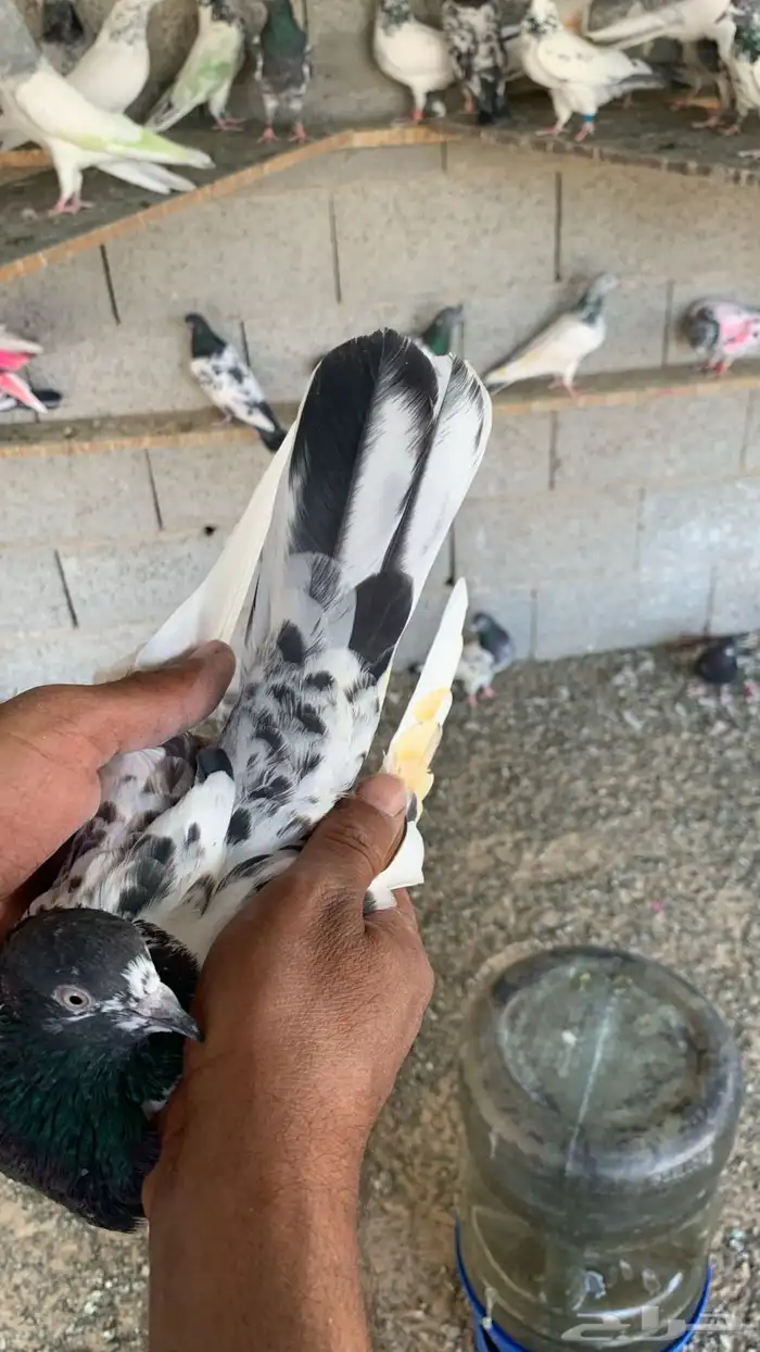حمام باكستاني 0