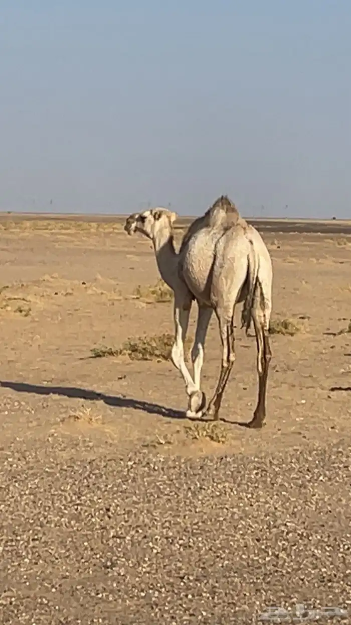 بكره حقه ضريبه طيبه 1