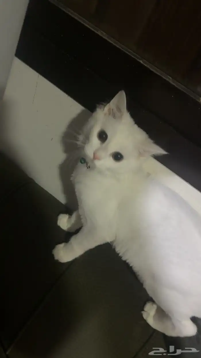قطه شيرازيه كتن (صغيره) العمر خمس شهور لعوبه جدا بصحه جيده 0