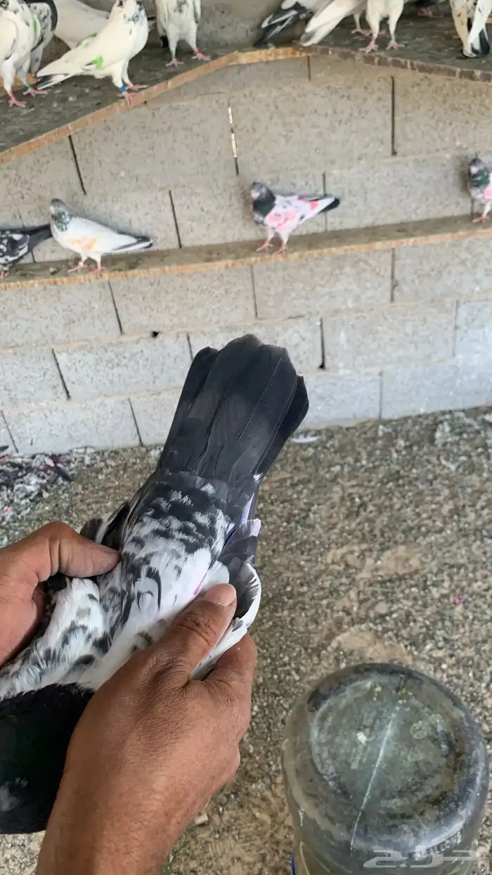 حمام باكستاني 6