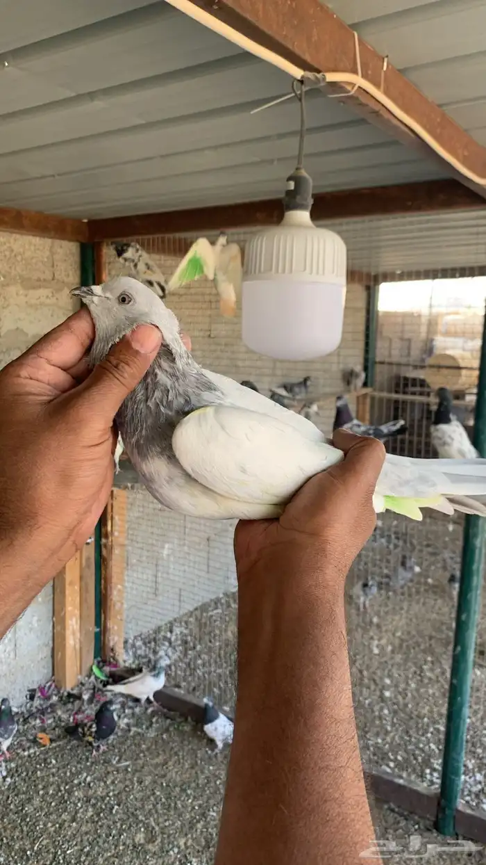حمام باكستاني 17