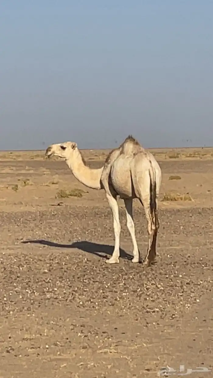 بكره حقه ضريبه طيبه 0