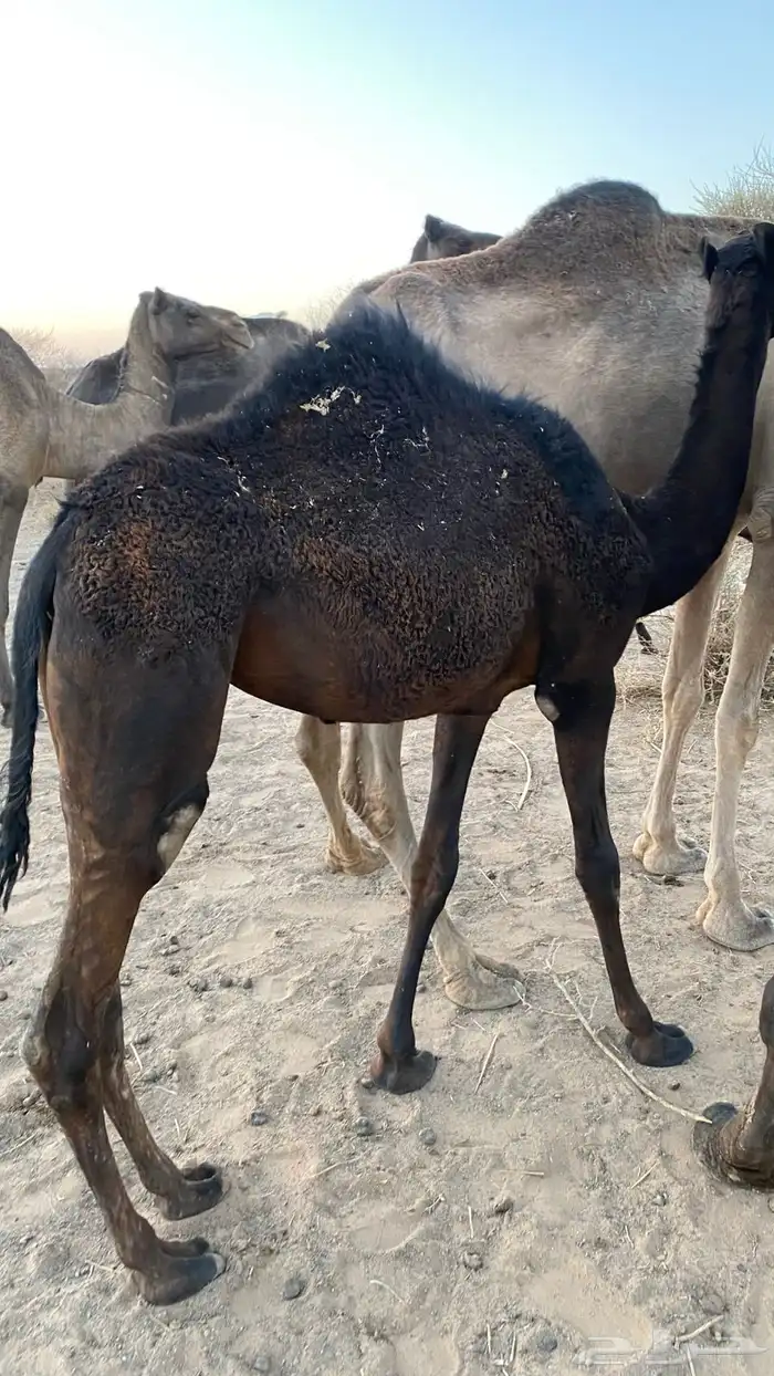 حشو للبيع 6
