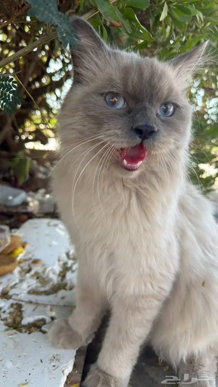 قطتي مفقوده آخر مره شافوها في حديقه الأمير سلطان 0