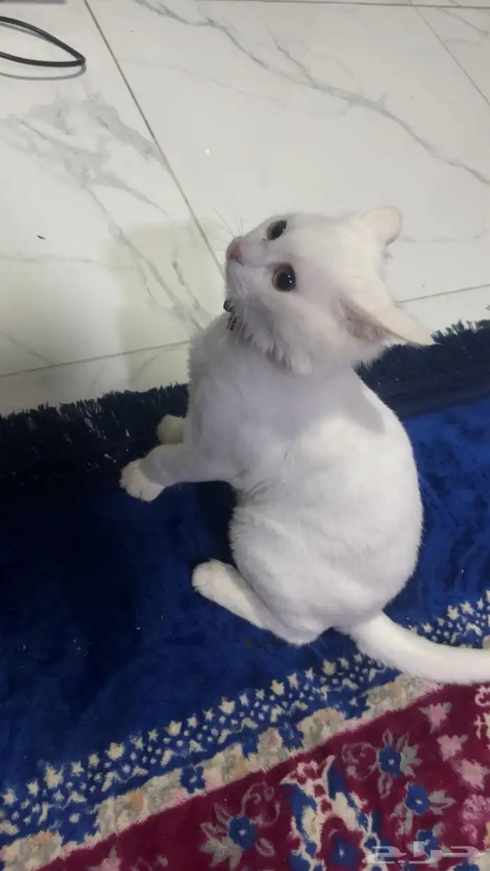 قطه شيرازيه كتن (صغيره) العمر خمس شهور لعوبه جدا بصحه جيده 1