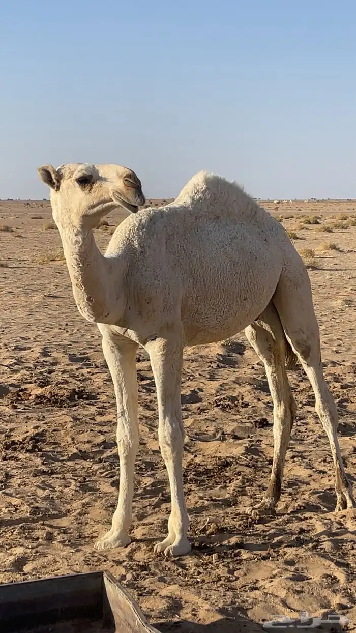 قعود باتلي مزاين 1