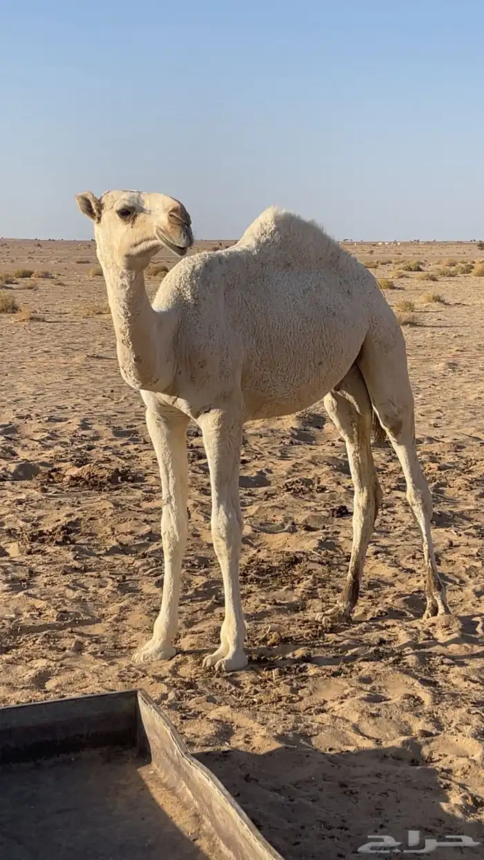 قعود باتلي مزاين 0