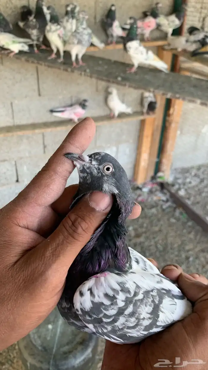 حمام باكستاني 8