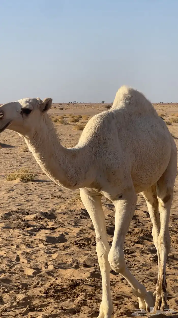 قعود باتلي مزاين 6