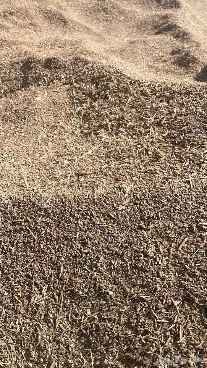 ذرة حب ذرة مجروش مخلوط شعير مجروش شعير حب   يوجد شوايب 5