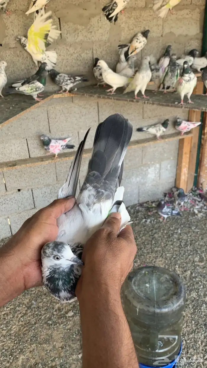 حمام باكستاني 10