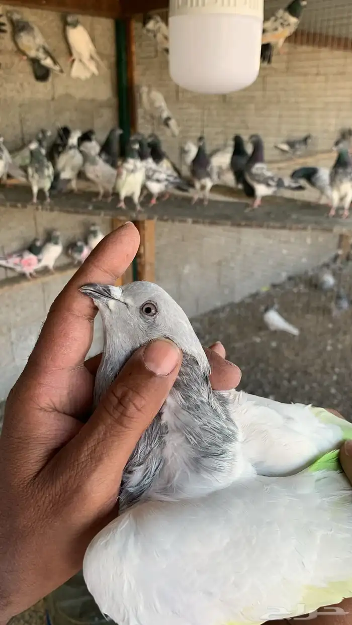 حمام باكستاني 18