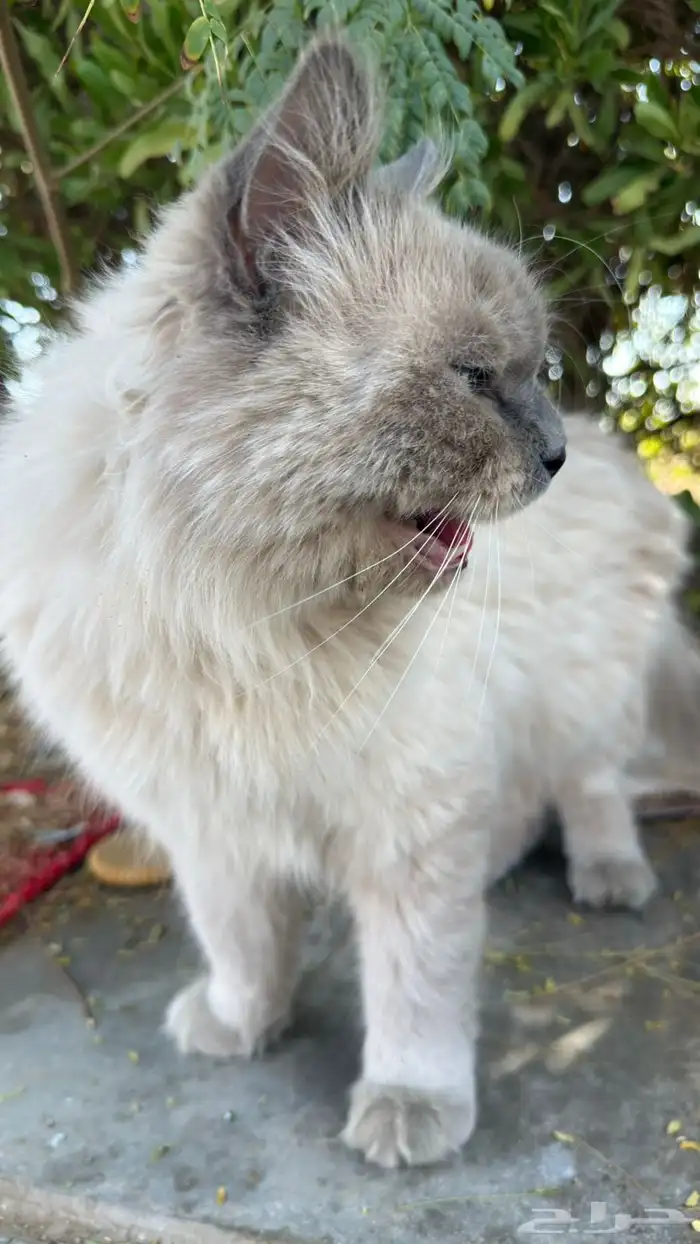 قطتي مفقوده آخر مره شافوها في حديقه الأمير سلطان 1