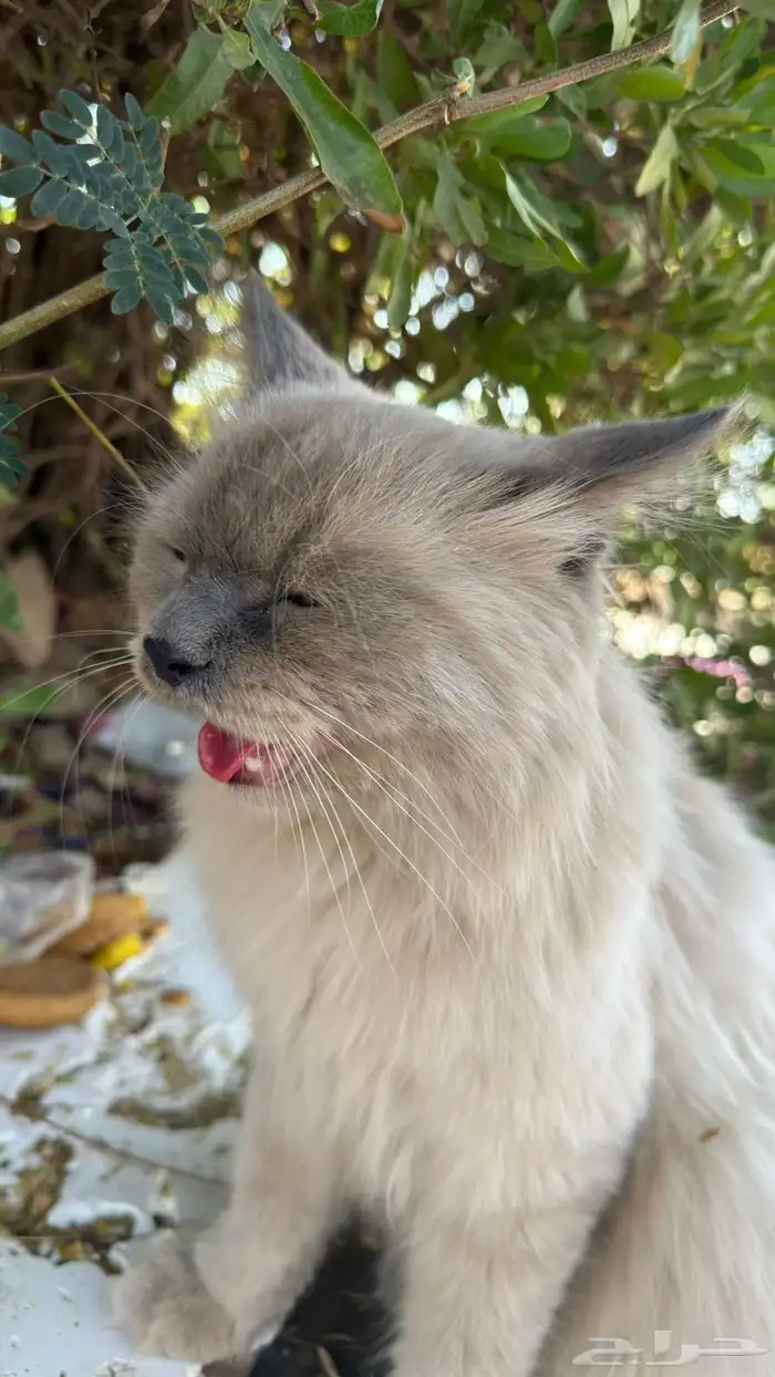 قطتي مفقوده آخر مره شافوها في حديقه الأمير سلطان 2