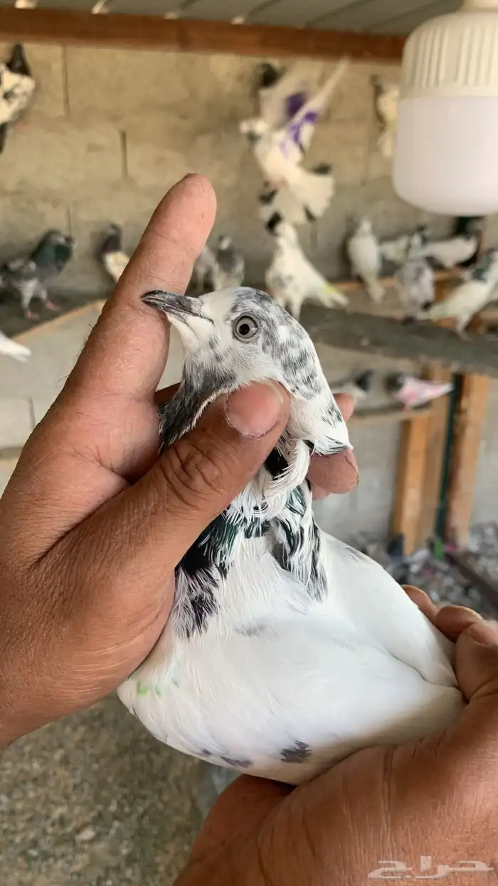 حمام باكستاني 14