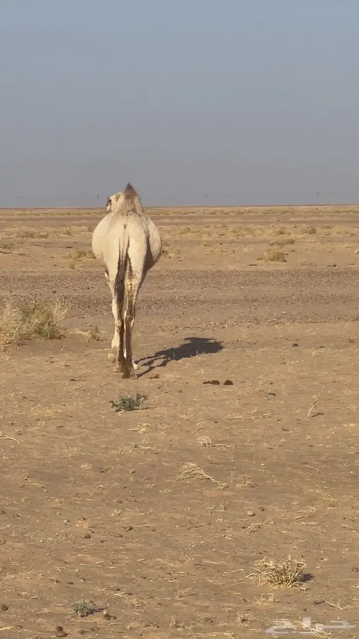 بكره حقه ضريبه طيبه 2