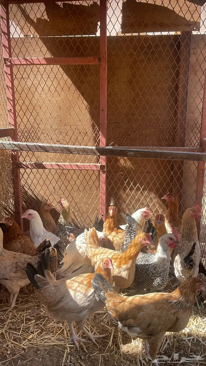 دجاج بلدي تم البيع 0