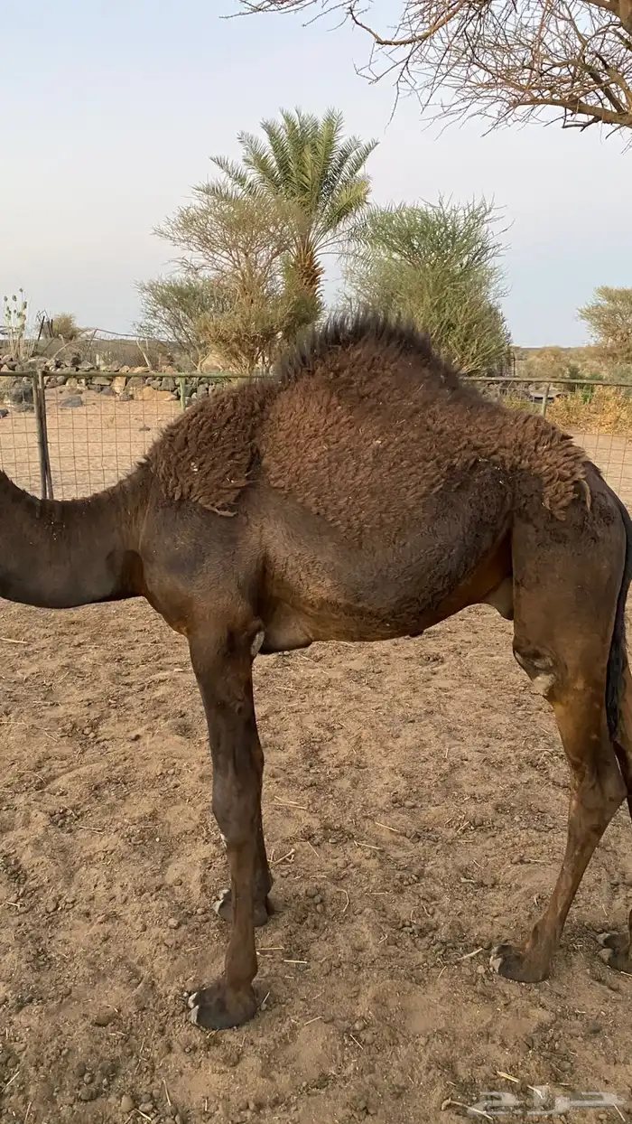 حشو للبيع 7