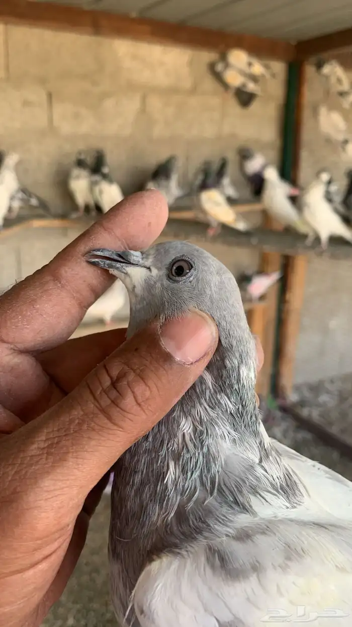 حمام باكستاني 16