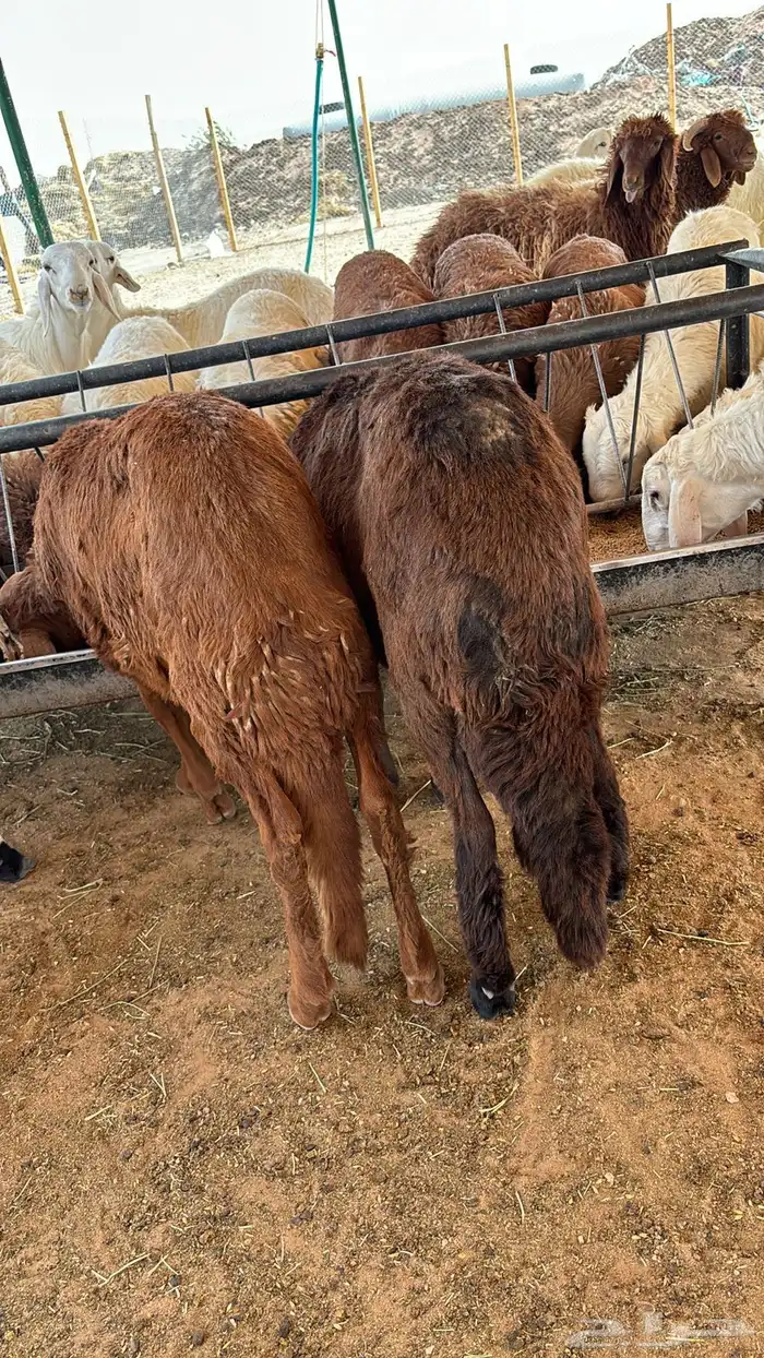 ذبايح نعيمي ذبائح حري سواكني مرابي 6