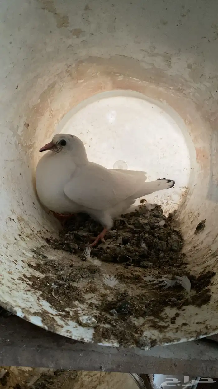 زغاليل 1