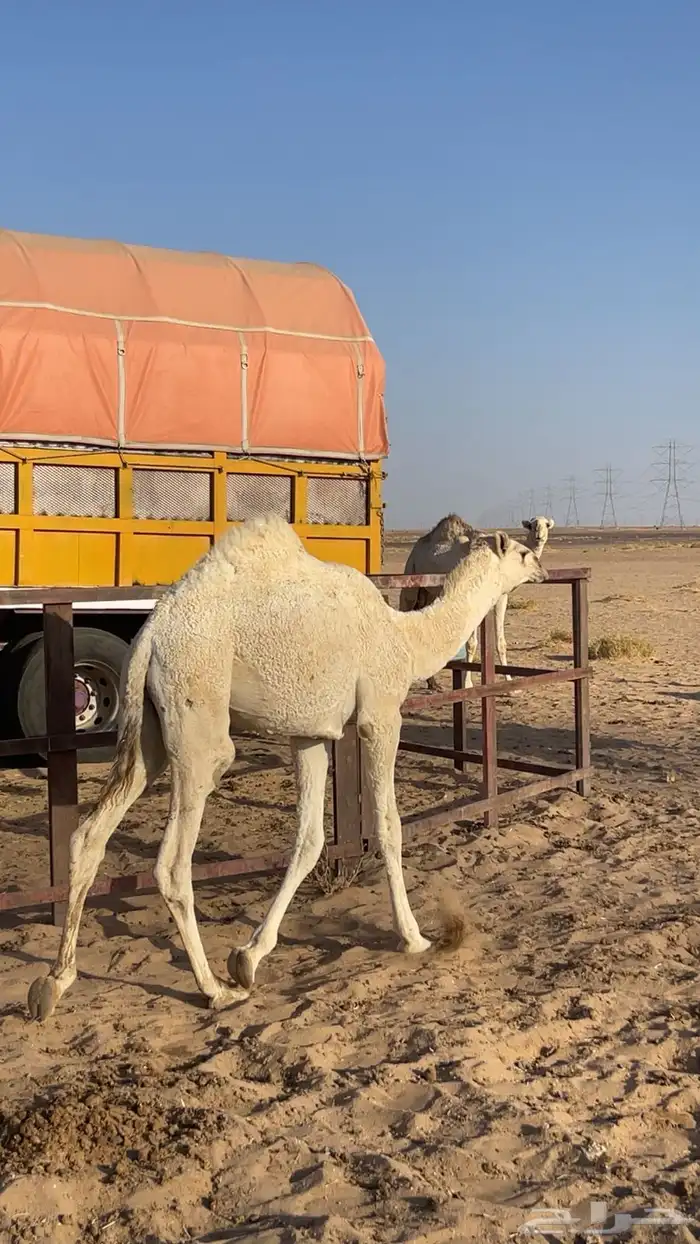 قعود باتلي مزاين 2