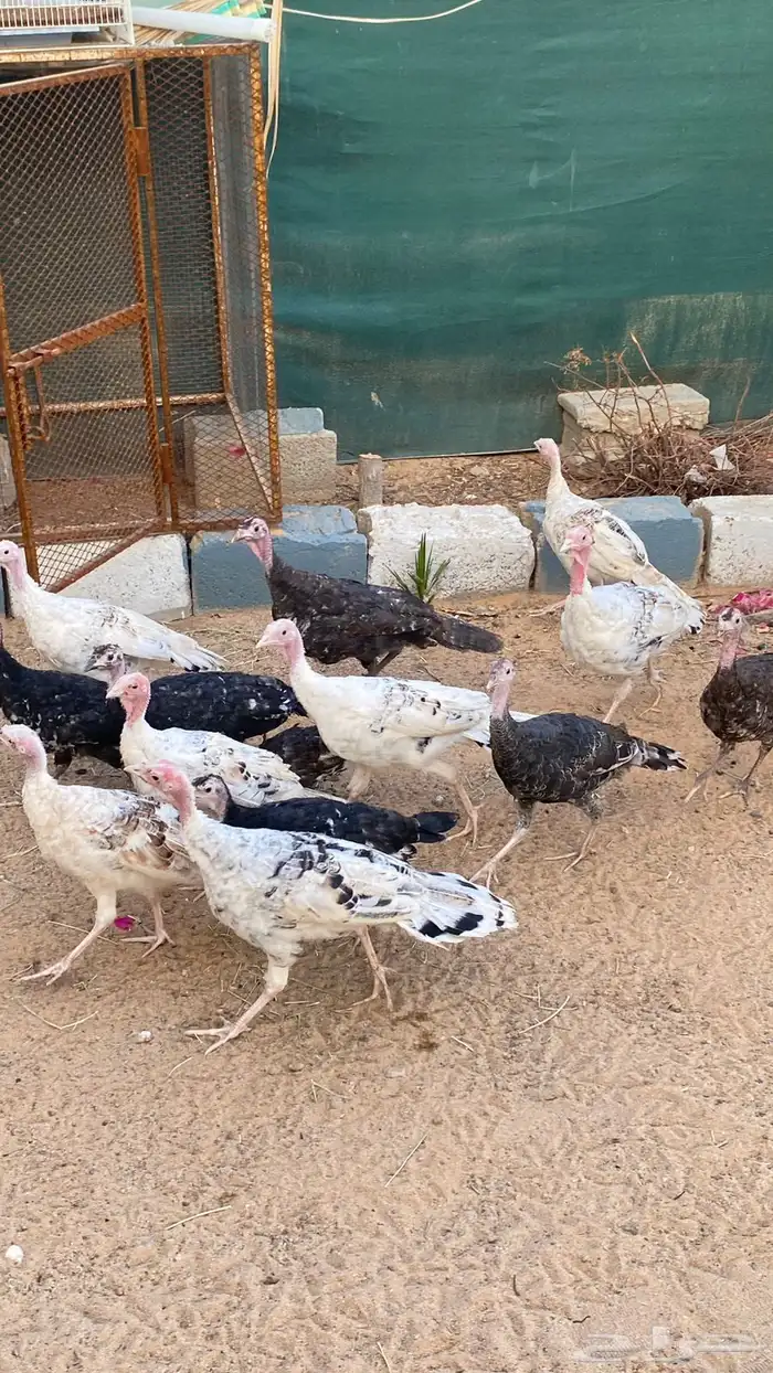 دجاج رومي للبيع 0