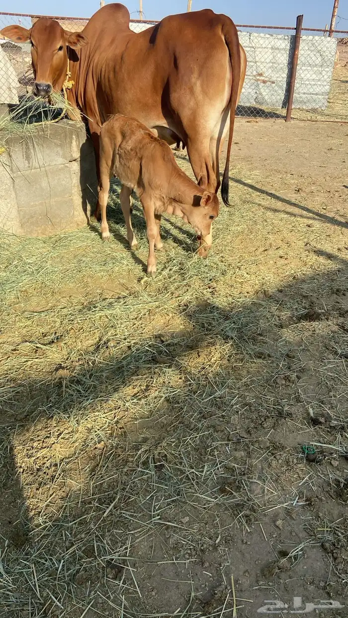 بقرة بلدية كفو 1