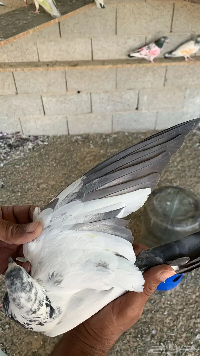 حمام باكستاني 11