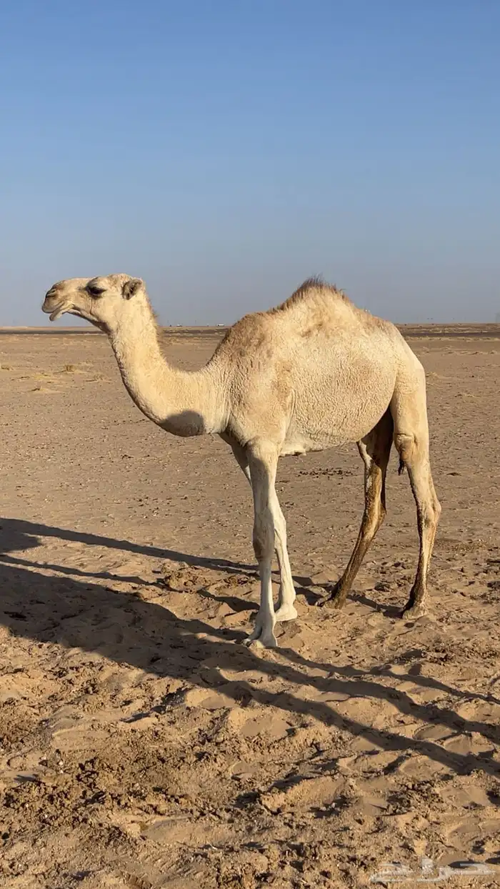 بكره حقه ضريبه طيبه 4