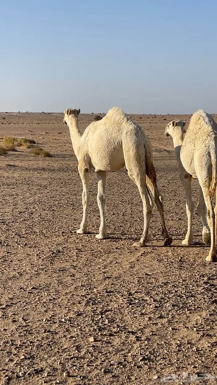 قعود باتلي مزاين 4