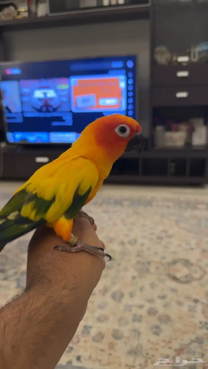 ببغاء صن كنيور مستورد 0