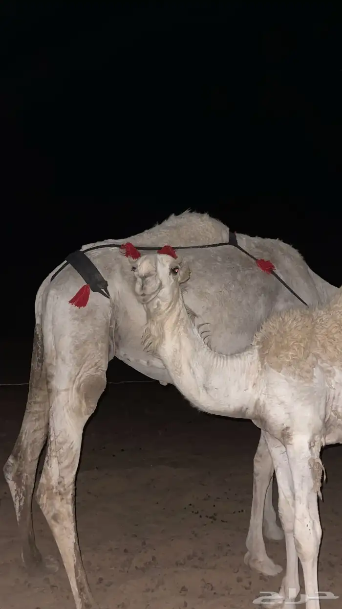 قعود باتلي على بعارين عبدلله بن دلمخ السبيعي مفرود 1